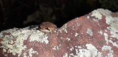 Breviceps mossambicus