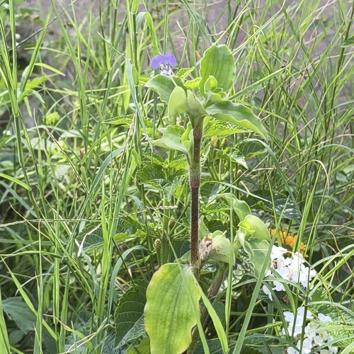 Commelina benghalensis, photograph 5