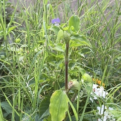Commelina benghalensis, photograph (c) Raja Sekhar Chimirala, some rights reserved (CC BY)
