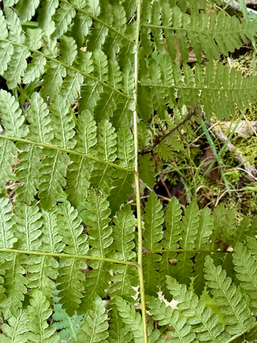 Hypolepis ambigua