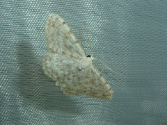 Scopula alba