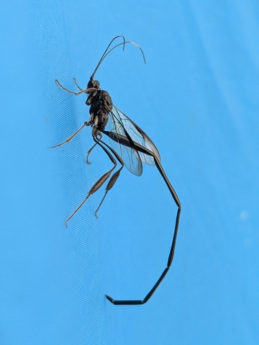 American Pelecinid Wasp