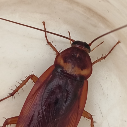 American Cockroach