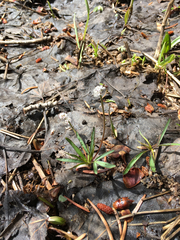 Lomatium linearifolium