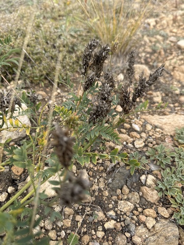 Laxmann's Milkvetch