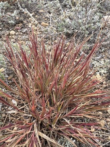 Scabrous hideseedgrass