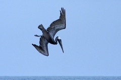 Pelecanus occidentalis occidentalis