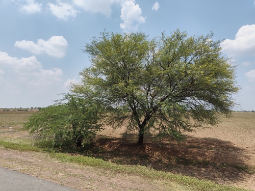 Vachellia nilotica, photograph 2