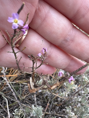 Dontostemon integrifolius
