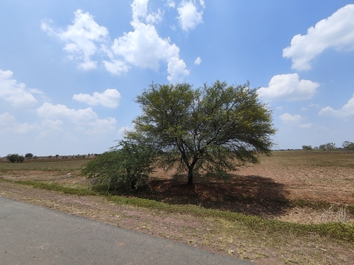 Vachellia nilotica, photograph 3