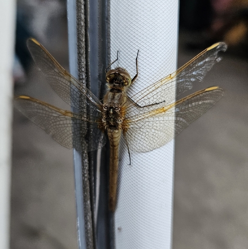 Saffron-winged Meadowhawk
