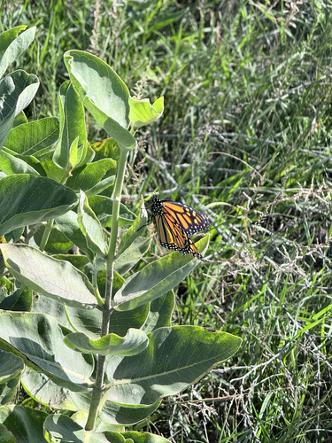 Monarch