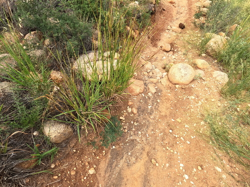 Heteropogon contortus, photograph 5