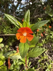Diplacus parviflorus, photograph (c) Matt Berger, some rights reserved (CC BY)