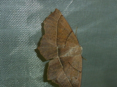Gerinia honoraria