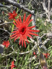 Silene laciniata