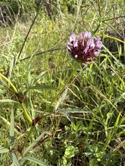 Trifolium willdenovii
