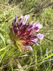 (c) Matt Berger, some rights reserved (CC BY) Trifolium willdenovii, photograph (c) Matt Berger, some rights reserved (CC BY)