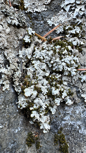 iNaturalist observation photo of rosette lichens, frost lichens, and allies