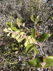 Comarostaphylis diversifolia