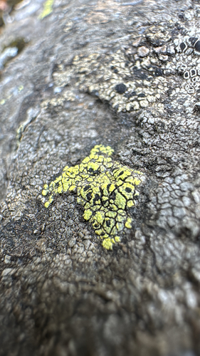 iNaturalist observation photo of Common Lichens