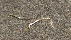 Coluber constrictor etheridgei