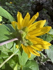 Venegasia carpesioides, photograph (c) Matt Berger, some rights reserved (CC BY)