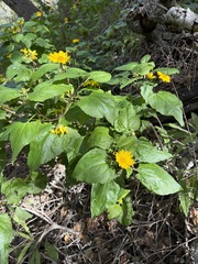 Venegasia carpesioides