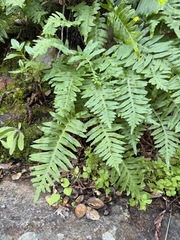 Polypodium californicum