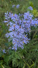 Symphyotrichum ciliolatum, photograph author not stated, no rights reserved