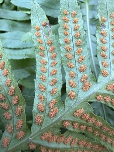 Polypodium californicum, photograph 2