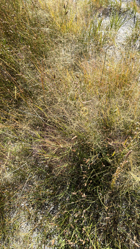 Muhlenbergia asperifolia, 2026-09-13