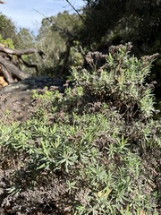 Eriogonum arborescens