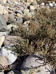 Salicornia pacifica, photograph (c) Matt Berger, some rights reserved (CC BY)