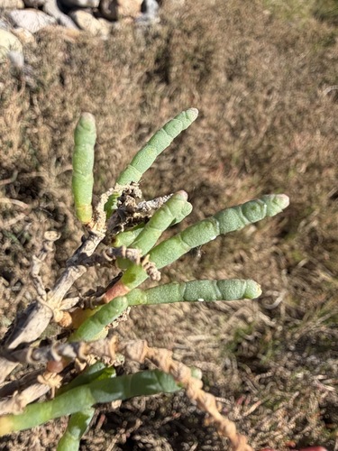 Salicornia pacifica, photograph 2