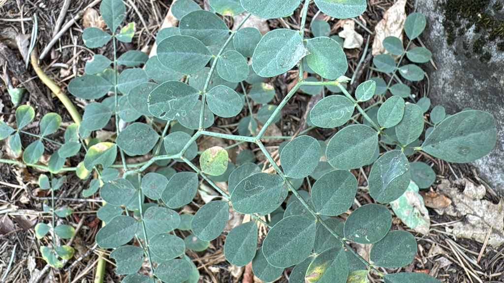 Hosackia crassifolia; photograph (c) Gregory Wada, some rights reserved (CC BY)