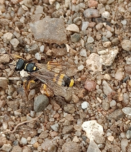 Field digger wasp