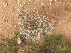 Tidestromia lanuginosa, photograph (c) Bruce Hartman, some rights reserved (CC BY)