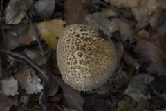 Amanita australis