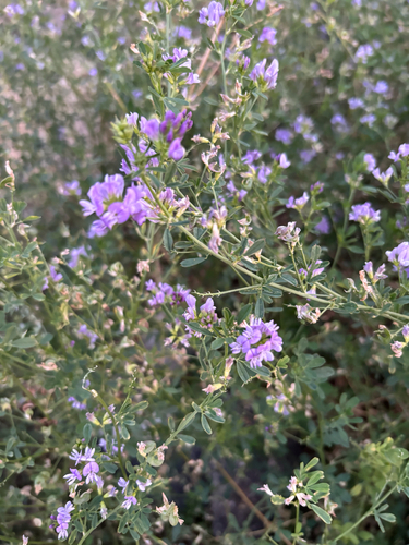 Alfalfa