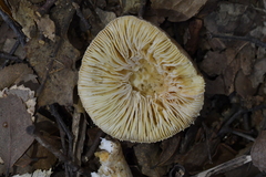 Amanita australis
