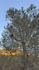 Pinus sabiniana, photograph (c) Gregory Wada, some rights reserved (CC BY)