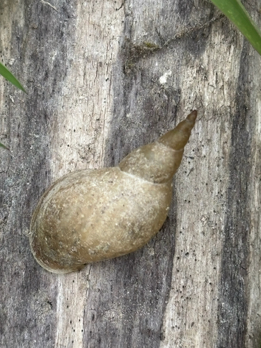 Lymnaea jugularis