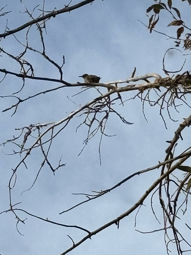 Northern Flicker
