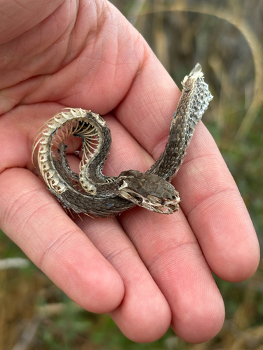 Western Terrestrial Garter Snake