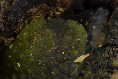 Athoracophorus papillatus