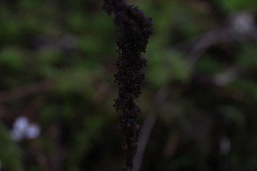 Allotropa virgata
