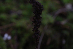 Allotropa virgata