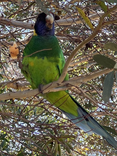 Australian Ringneck