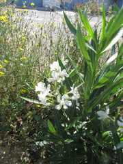 Nerium oleander